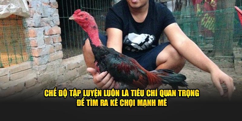 Chế độ tập luyện luôn là tiêu chí quan trọng để tìm ra kê chọi mạnh mẽ