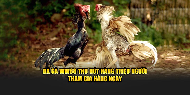 Đá gà WW88 thu hút hàng triệu người tham gia hàng ngày