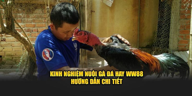 Kinh Nghiệm Nuôi Gà Đá Hay WW88 - Hướng Dẫn Chi Tiết