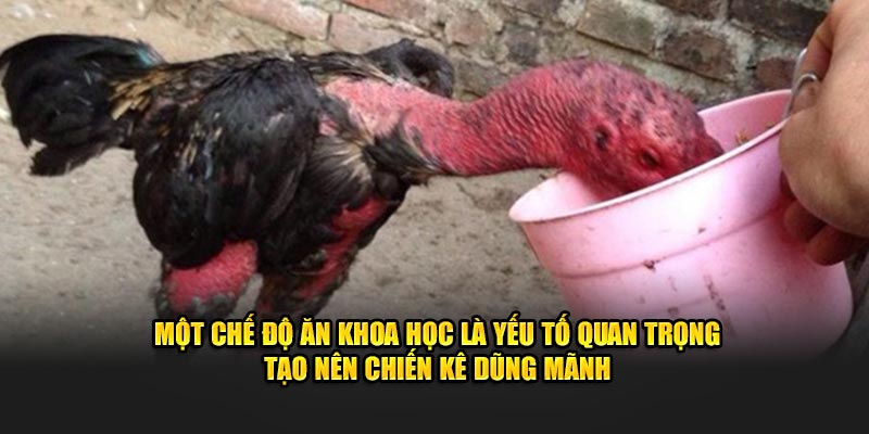 Một chế độ ăn khoa học là yếu tố quan trọng tạo nên chiến kê dũng mãnh