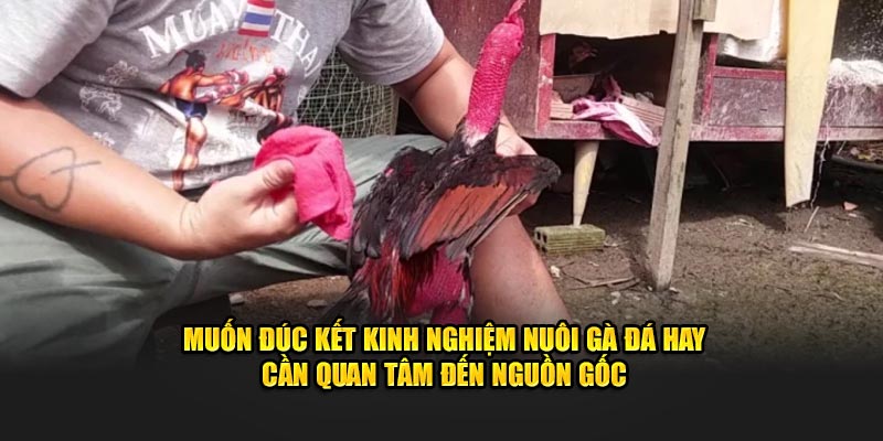 Muốn đúc kết kinh nghiệm nuôi gà đá hay cần quan tâm đến nguồn gốc